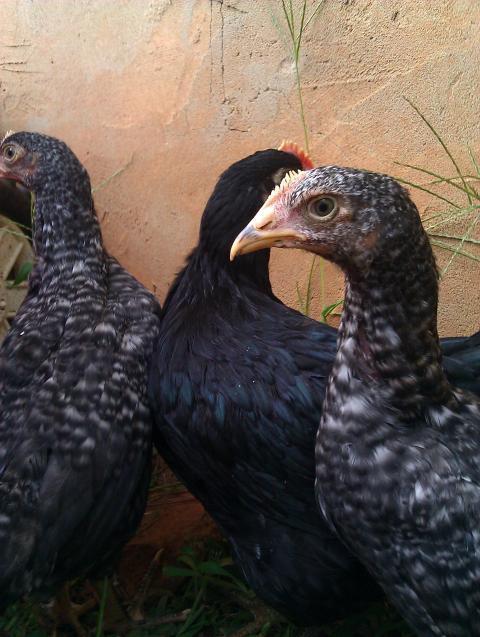 81392_imag0321.jpg