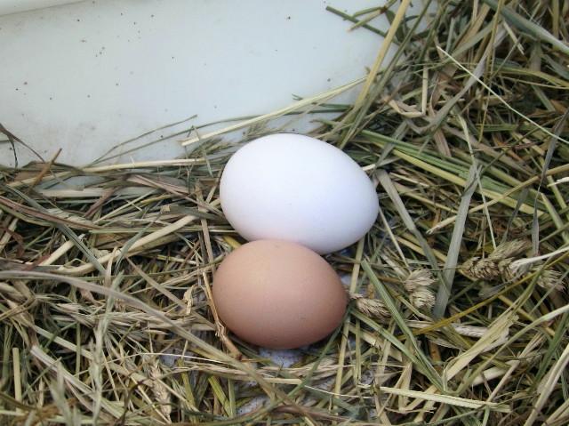 81401_firstegg.jpg