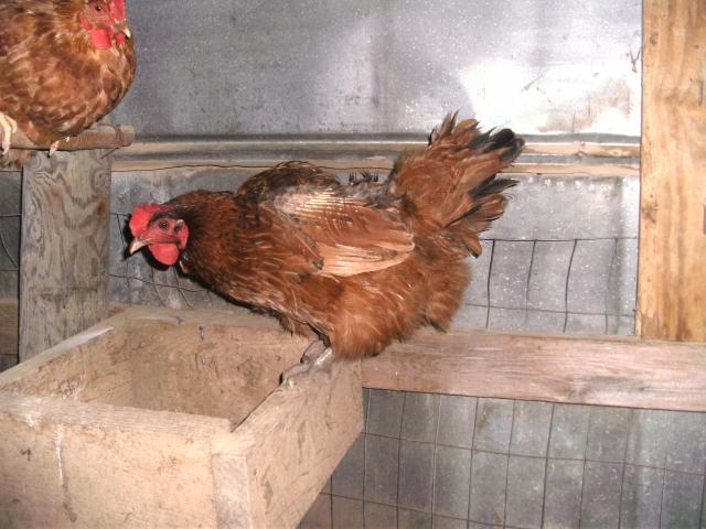 81435_chicken_023.jpg