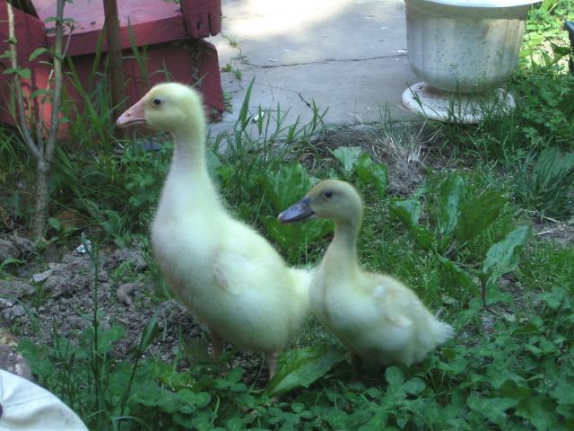 81435_pik_023.jpg