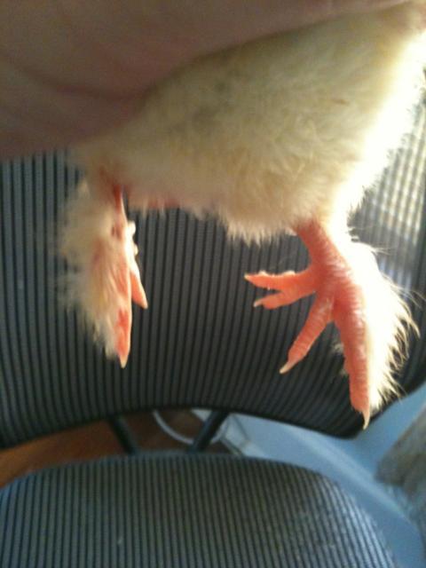 81466_salmon_fav_toes_024.jpg