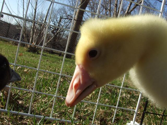 81478_4-11-2011_218.jpg