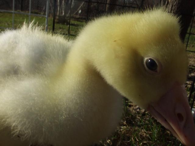 81478_4-11-2011_234.jpg