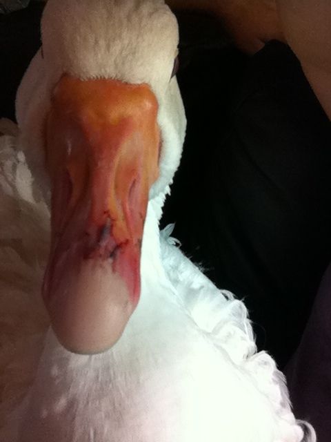 81478_sebastians_nose_ii_--_12-12-11.jpg