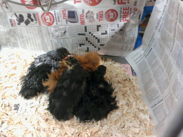 81514_bantamchicks2.jpg