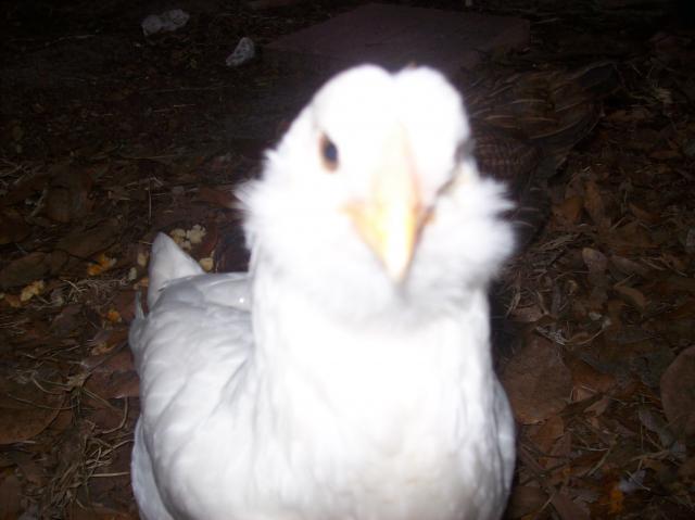 81541_100_3229.jpg