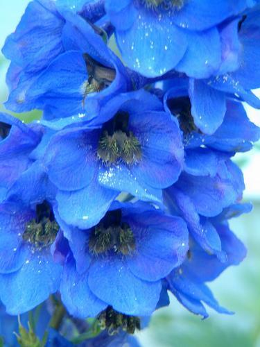 81585_delphinium-flower-12.jpg