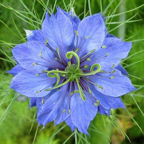 81585_nigella_blue.jpg