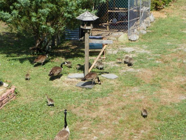 81620_geese2011_3.jpg