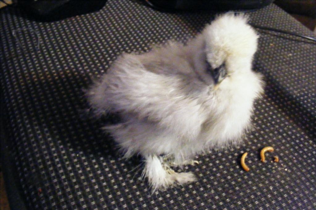 81666_lav_silkie_side.jpg
