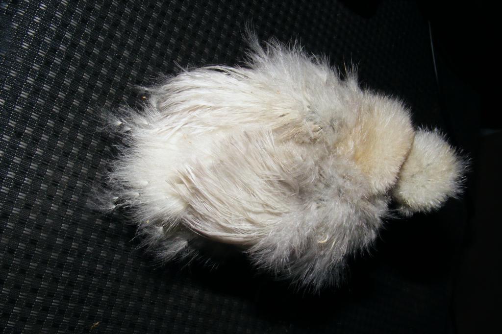 81666_silkie_lav_back.jpg