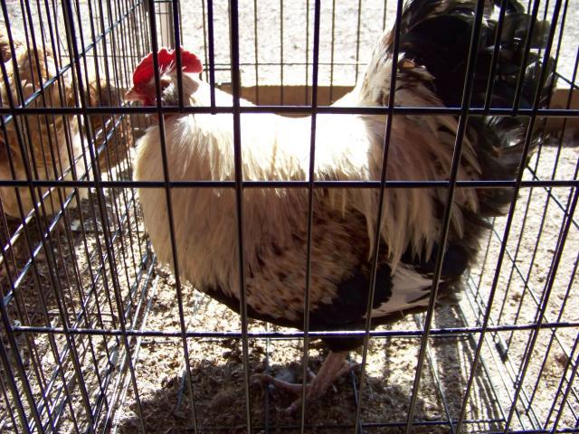 81671_102_1868.jpg
