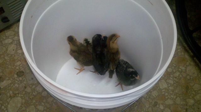 81719_chicks-_bucket_of_chicken.jpg