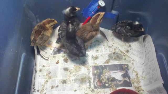 81719_chicks_2_weeks.jpg