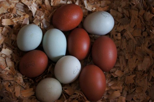 8175_breadhatching_eggs_123.jpg