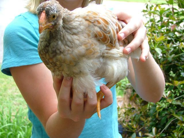 8175_chicks_003.jpg