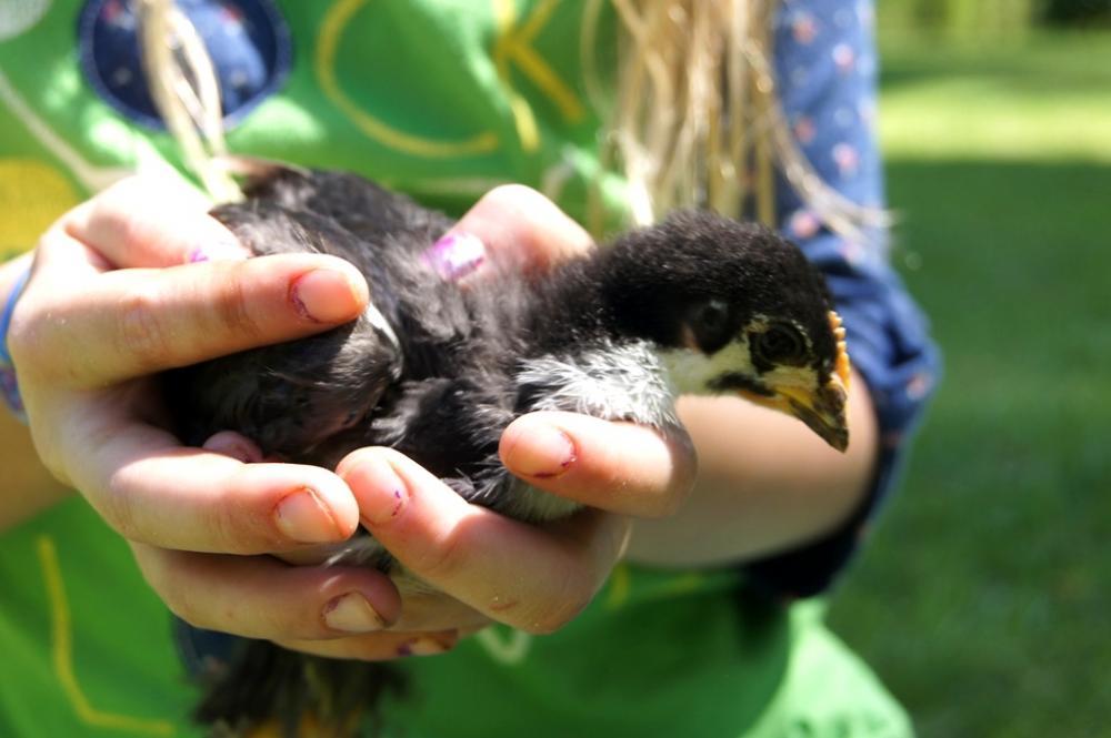 8175_cinnamon_bread_chicks_garden_037.jpg