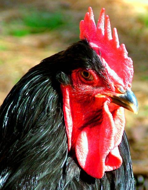 8175_close_up_chickens_013.jpg