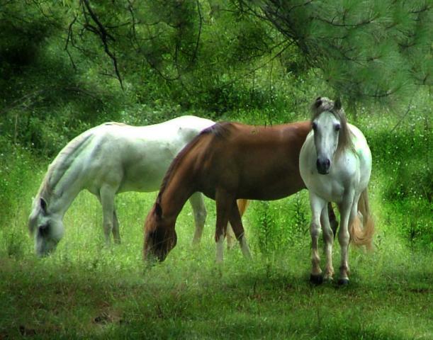 8175_dscf1263.jpg