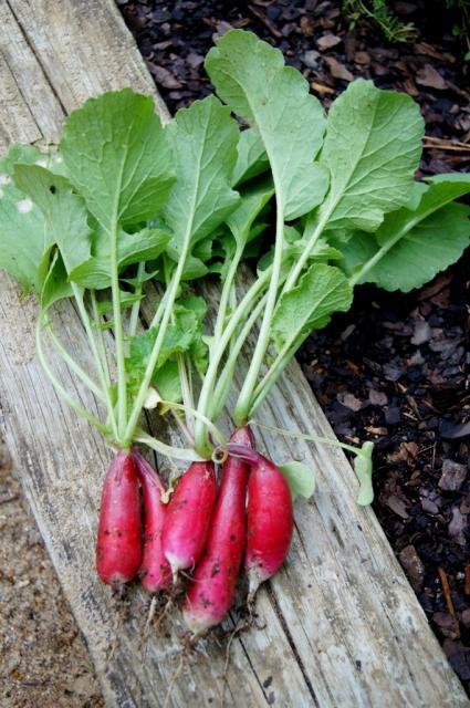 8175_french_breakfast_radish_001.jpg