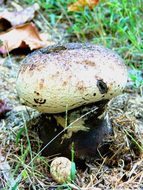8175_mushrooms_004.jpg