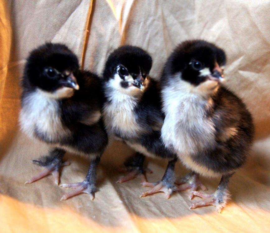 8175_new_chicks_005.jpg