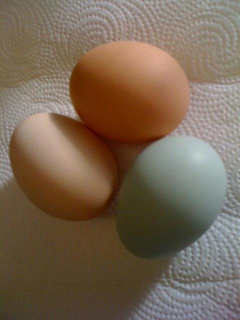 81805_blueegg.jpg