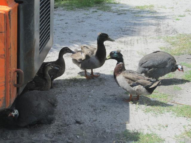 81805_duckparents.jpg