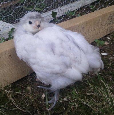 81805_whitehickanna.jpg