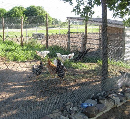 81831_img_1223.jpg