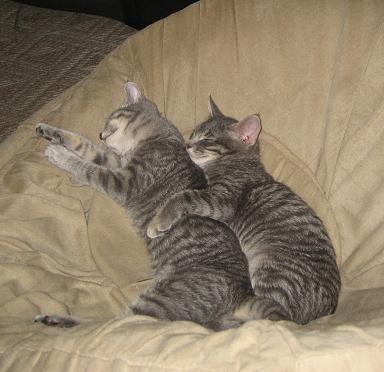 81831_kitties.jpg