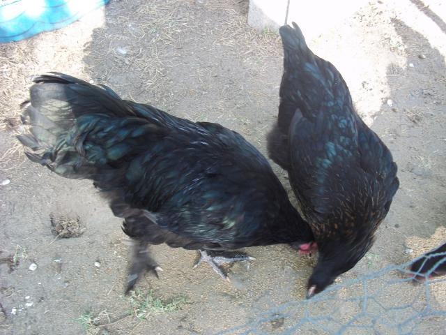 81842_100_4790.jpg