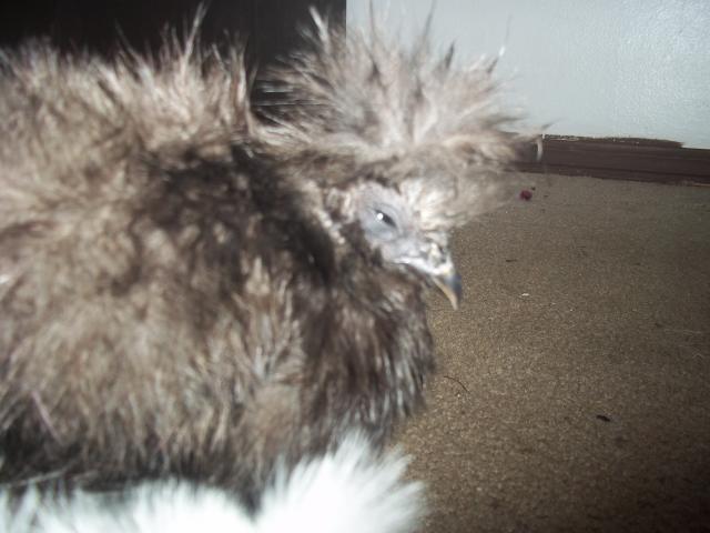 81842_100_5078.jpg