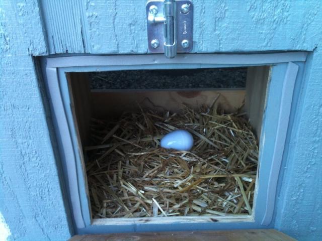 81845_open_nesting_box_door.jpg