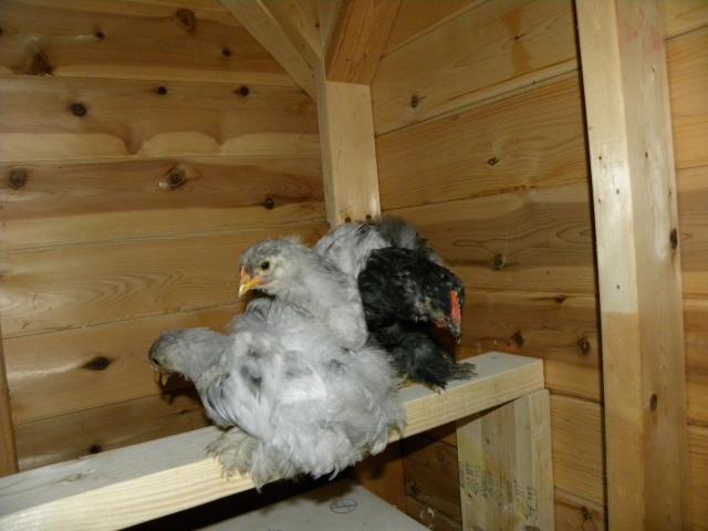 81900_chickens_009.jpg