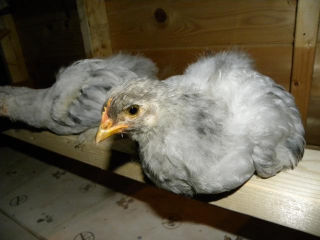 81900_chickens_014.jpg