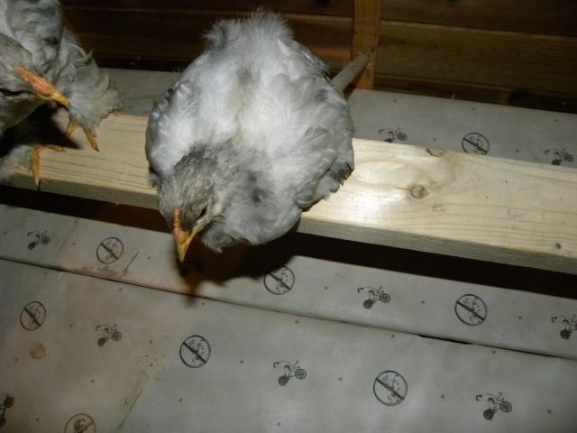 81900_chickens_017.jpg