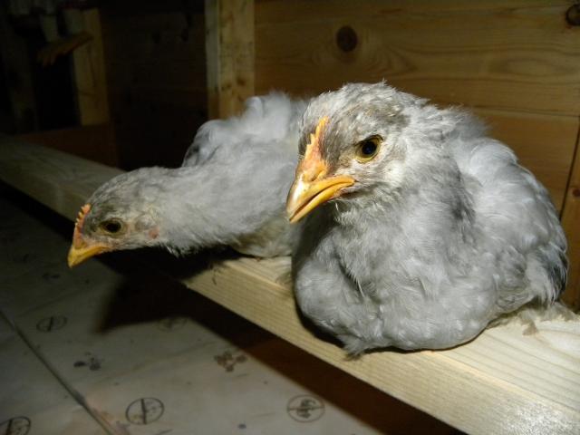 81900_chickens_024.jpg