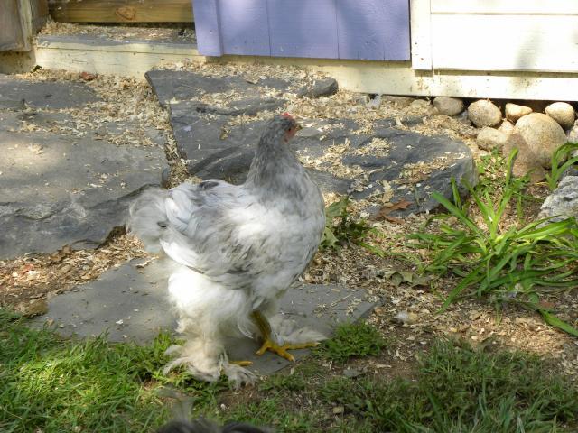 81900_chickens_14_weeks_092.jpg