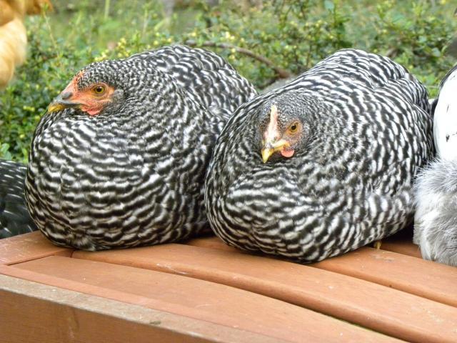 81900_chickens_14_weeks_149.jpg