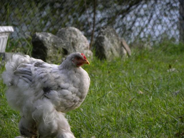 81900_chickens_14_weeks_164.jpg