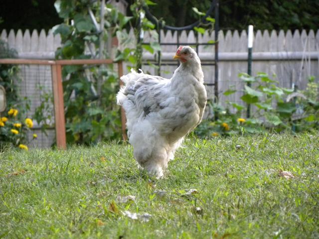 81900_chickens_14_weeks_170.jpg