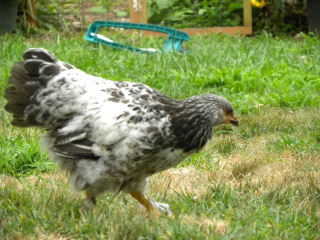 81900_chickens_and_dogs_090.jpg