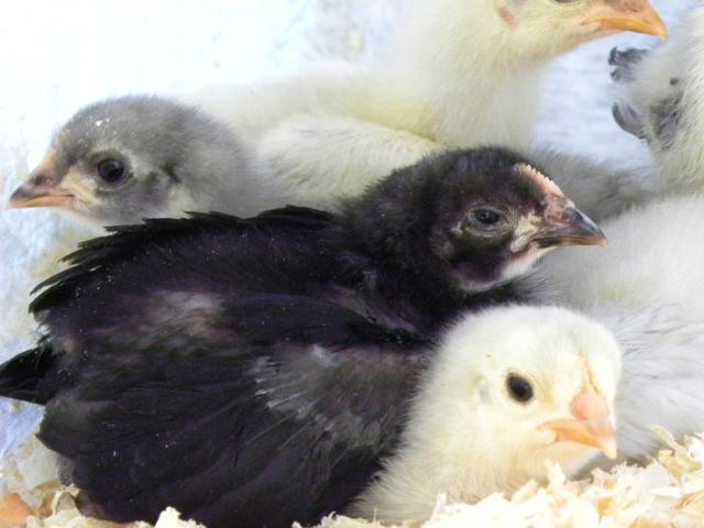 81900_new_chicks_004.jpg