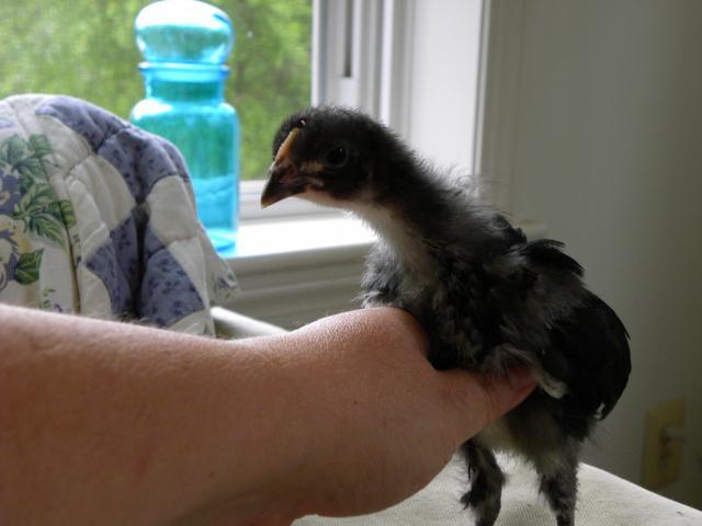 81900_new_chicks_009.jpg