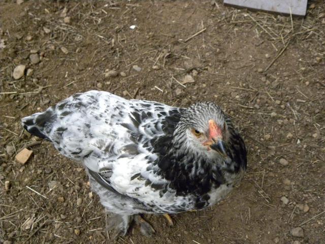 81900_pets_and_chickens_at_10_weeks_old_029.jpg