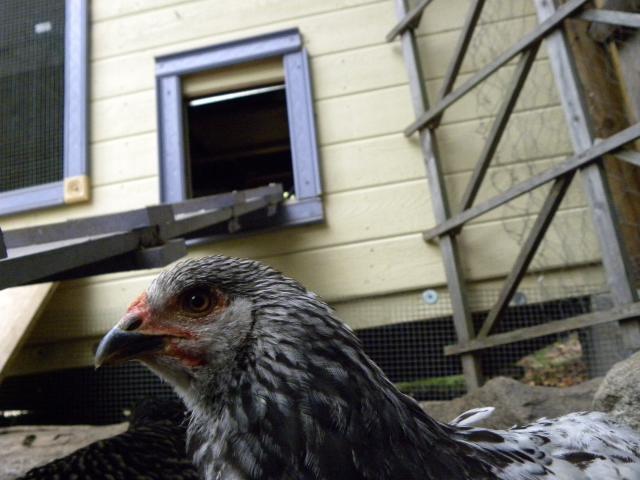 81900_pets_and_chickens_at_10_weeks_old_036.jpg