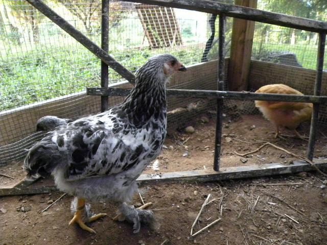 81900_pets_and_chickens_at_10_weeks_old_056.jpg