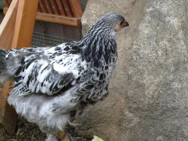81900_pets_and_chickens_at_10_weeks_old_063.jpg