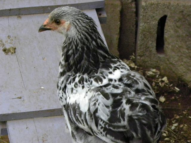 81900_pets_and_chickens_at_10_weeks_old_068.jpg